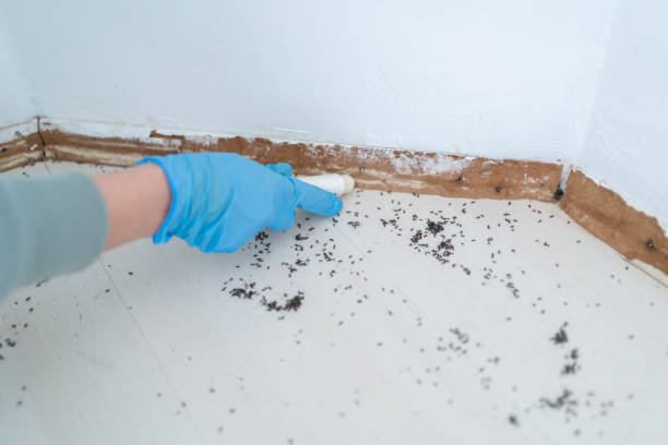 Best Flea Control Services  in Enid, OK